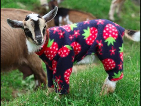 Panther Pajama Jam!